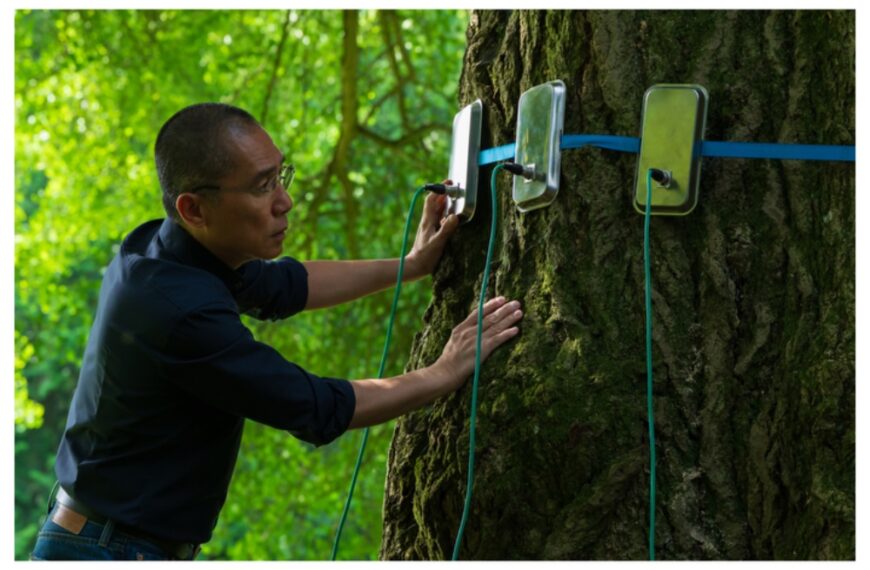 در فیلم «دوست خاموش» اثر ایلدیکو انیدی، گیاهان ناظرند: «ما تنها نیستیم»