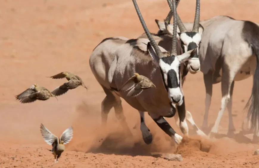 تمجید BBC Studios از همکاری با YouTube در Mipcom: «کشف طرفداران و رمزگشایی موفقیت»